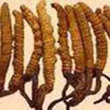  Cordyceps Sinensis P.E.